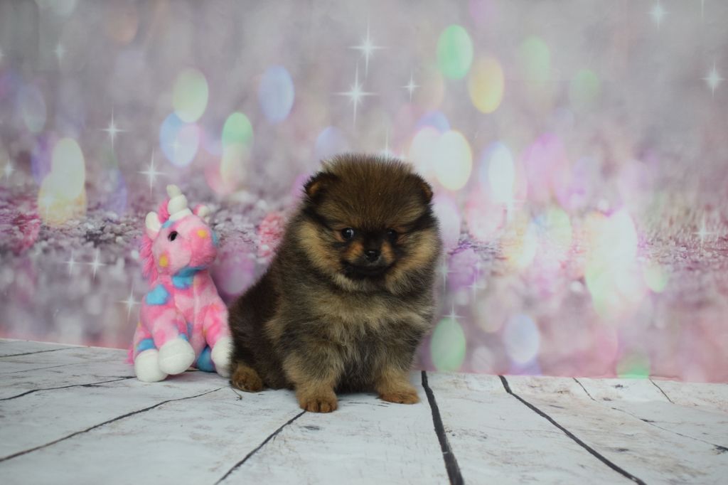 Des Pimouchouck's - Chiot disponible  - Spitz allemand