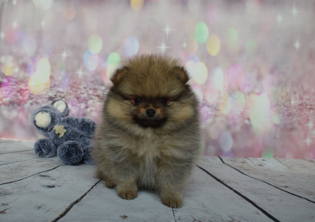 Des Pimouchouck's - Chiot disponible  - Spitz allemand