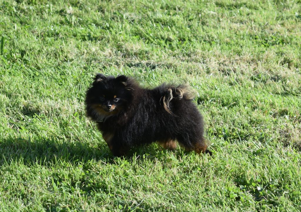 Des Pimouchouck's - Chiot disponible  - Spitz allemand