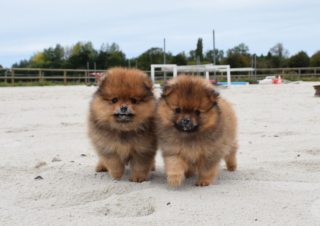 chiot Spitz allemand Des Pimouchouck's