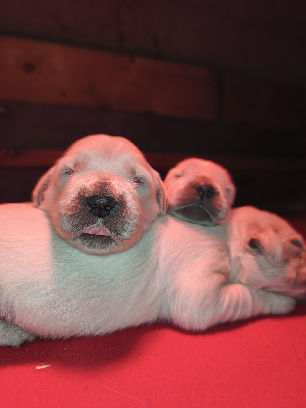 Des Pimouchouck's - Chiots disponibles - Golden Retriever