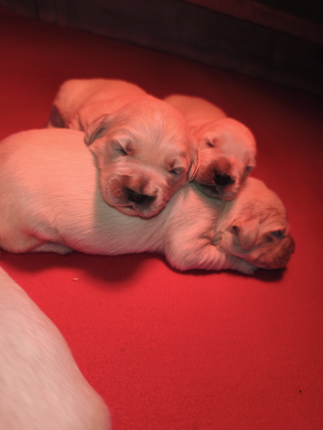 Des Pimouchouck's - Chiots disponibles - Golden Retriever