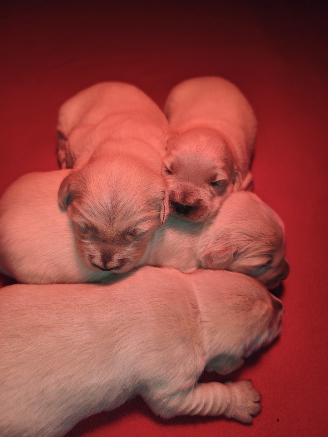 Des Pimouchouck's - Chiots disponibles - Golden Retriever