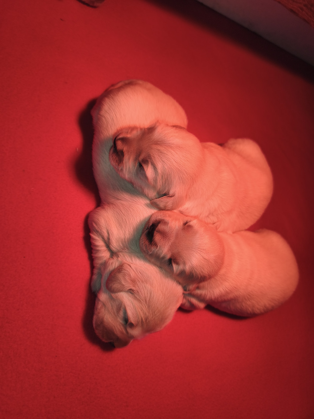 Des Pimouchouck's - Chiots disponibles - Golden Retriever