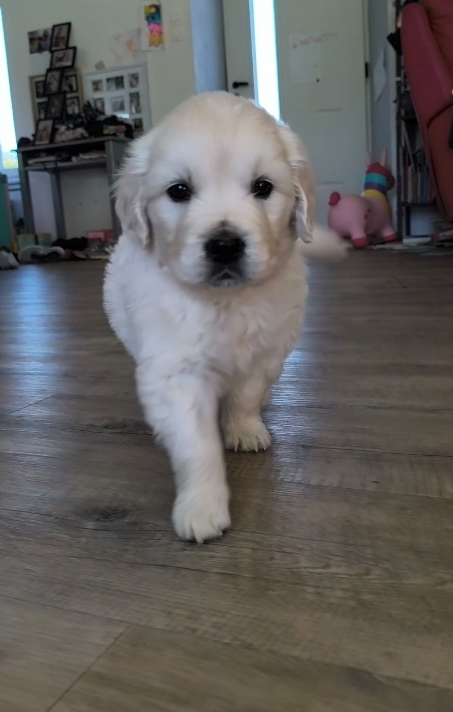 Des Pimouchouck's - Chiots disponibles - Golden Retriever