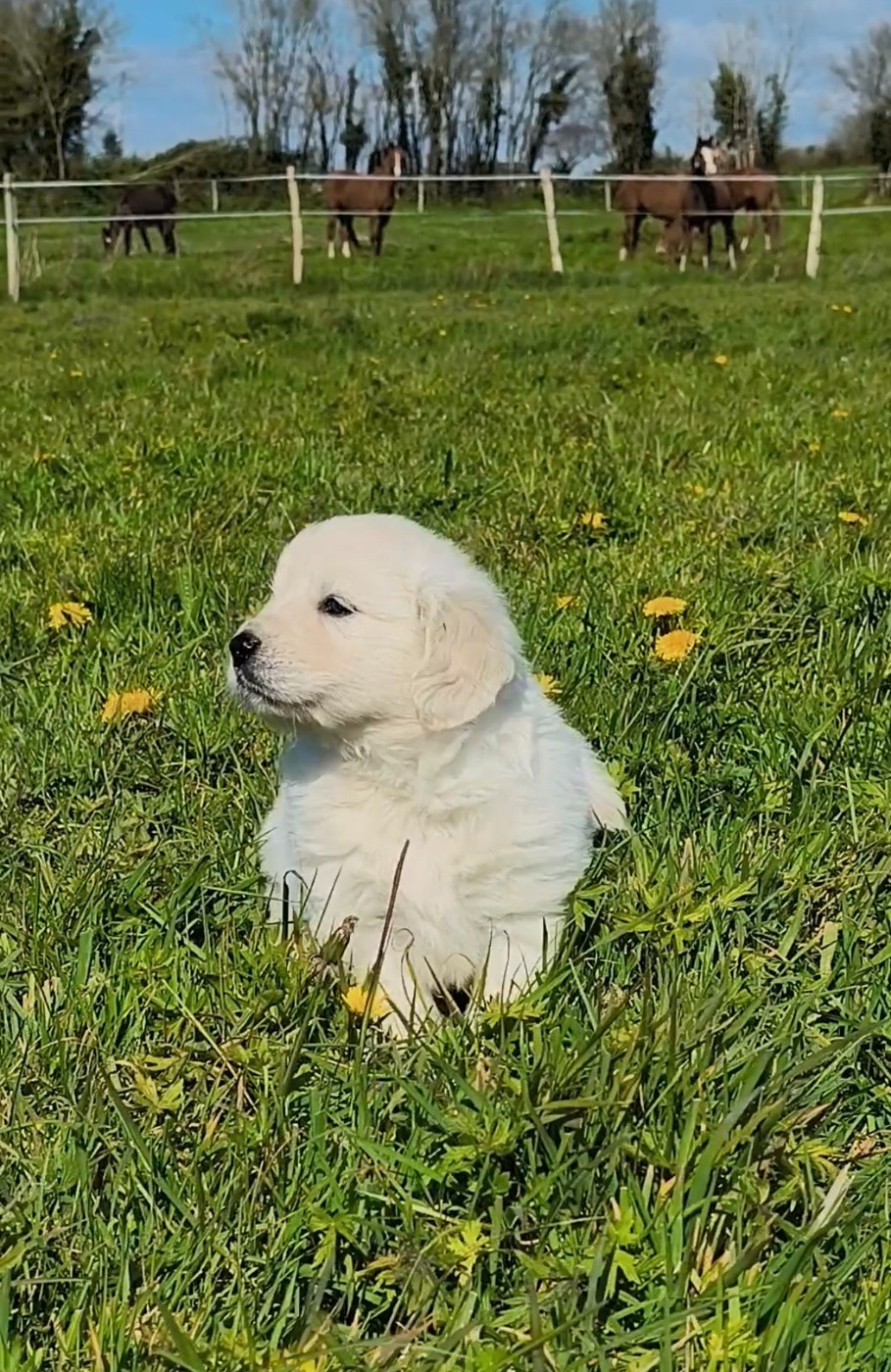 Des Pimouchouck's - Chiots disponibles - Golden Retriever